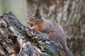 portrait of a feeding red squirrel Royalty Free Stock Photo