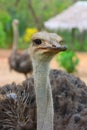 Portrait of Female African Ostrich Royalty Free Stock Photo