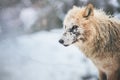 Portrait of a female Arctic wolf Canis lupus arctos with scars after a fight for a male.