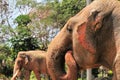 Portrait of female Asian elephant ear flapping Royalty Free Stock Photo