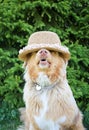 Portrait of female australian shepherd looking the hat on her head