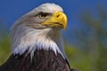 Portrait of a female Bald Eagle, Haliaeetus leucocephalus, a symbol of the United States of America