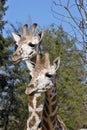 Portrait female Baringo Giraffe, Giraffa camelopardalis Rothschild Royalty Free Stock Photo