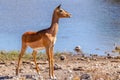 A portrait of a female black-faced impala (Aepyceros melampus petersi) looking alert, Onguma Game Reserve, Namibia. Royalty Free Stock Photo