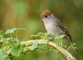 Portrait of female Blackcap Sylvia atricapilla perched on scrub bushes