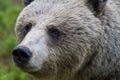 Portrait of a Female Brown Bear (Ursus arctos) Royalty Free Stock Photo