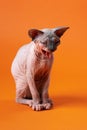 Small female Canadian Sphynx Cat sitting with open mouth and protruding tongue on orange background Royalty Free Stock Photo