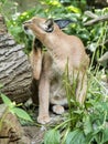 Portrait of a female Caracal, Caracal caracal