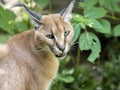 Portrait of a female Caracal, Caracal caracal