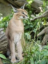 Portrait of a female Caracal, Caracal caracal