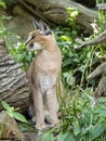 Portrait of a female Caracal, Caracal caracal