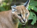 Portrait of a female Caracal, Caracal caracal