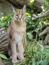 Portrait of a female Caracal, Caracal caracal