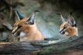 Portrait of a female Caracal and young caracal