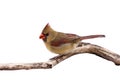 Portrait of female cardinal preparing for takeoff