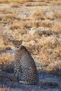 A portrait of a female cheetah ( Acinonyx Jubatus) sitting in spectacular light, Onguma Game Reserve, Namibia. Royalty Free Stock Photo