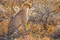 A portrait of a female cheetah ( Acinonyx Jubatus) sitting in spectacular light, Onguma Game Reserve, Namibia.