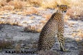 A portrait of a female cheetah ( Acinonyx Jubatus) sitting in spectacular light, Onguma Game Reserve, Namibia. Royalty Free Stock Photo