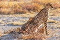 A portrait of a female cheetah with her cubs sitting in spectacular light, Onguma Game Reserve, Namibia. Royalty Free Stock Photo