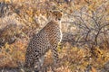 A portrait of a female cheetah sitting in spectacular light watching for prey, Onguma Game Reserve, Namibia. Royalty Free Stock Photo