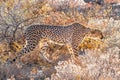 A portrait of a female cheetah walking in spectacular light looking alert, Onguma Game Reserve, Namibia. Royalty Free Stock Photo