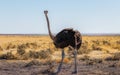 A portrait of a female common ostrich  Struthio Camelus, Etosha National Park, Namibia. Royalty Free Stock Photo