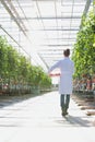 Portrait of female crop scientist carrying tomatoes in crate at greenhouse Royalty Free Stock Photo