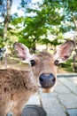 A portrait of the female deer. Nara Japan