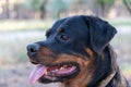 Portrait of a female dog breed Rottweiler. Black adult dog sitting with tongue out. Close-up. Selective focus