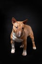 Portrait of female dog of miniature bull terrier breed of red color standing isolated on black background Royalty Free Stock Photo