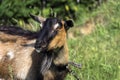 Portrait of female domestic goat with a black muzzle