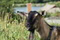 Portrait of female domestic goat with a black muzzle