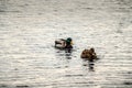 Portrait of a female duck and male mallard on the water. Couple of duck and drake are swimming in the lake. Anas platyrhynchos Royalty Free Stock Photo