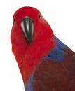 Portrait of Female Eclectus Parrot, Eclectus roratus Royalty Free Stock Photo