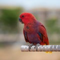 Portrait of female Eclectus parrot Royalty Free Stock Photo