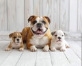Portrait of a female English bulldog with puppies lying on a white wooden floor. Close-up portrait Royalty Free Stock Photo