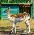 Portrait of a female european fallow deer with summer coat, popular zoo animal specie Royalty Free Stock Photo