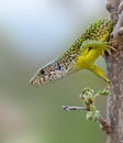 Portrait of a female  European green lizard Lacerta viridis, isolated on light background Royalty Free Stock Photo