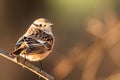 Portrait of female European stonechat Saxicola rubicola