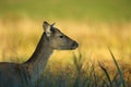 Portrait of female Fallow Deer Dama dama Royalty Free Stock Photo