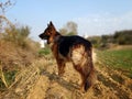 Portrait of female german shepherd standing outside. Aggressive dog, image taken at golden hour. Royalty Free Stock Photo