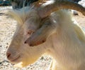 Portrait of a female goat. Royalty Free Stock Photo