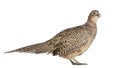 Portrait of Female Golden Pheasant or `Chinese Pheasant `, Chrysolophus pictus