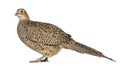 Portrait of Female Golden Pheasant or `Chinese Pheasant `, Chrysolophus pictus