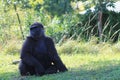 Portrait of female gorilla Royalty Free Stock Photo