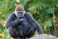 Portrait female gorilla eating Royalty Free Stock Photo