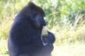 Portrait female gorilla and popcorn Royalty Free Stock Photo