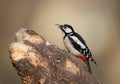 Portrait of the female of the great spotted woodpecker