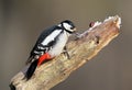 Portrait of the female of the great spotted woodpecker