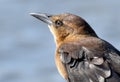 A portrait of a female great-tailed grackle